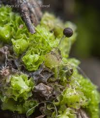 Attēlu rezultāti vaicājumam “Fossombronia wondraczekii”