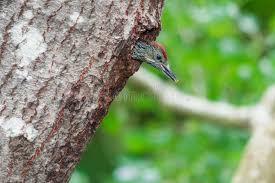 Attēlu rezultāti vaicājumam “Picus viridis nest”