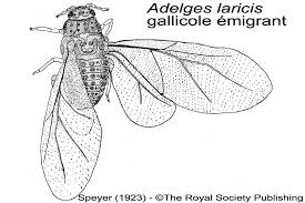 Attēlu rezultāti vaicājumam “Adelges laricis”