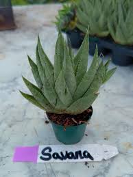 Image result for Haworthia mix