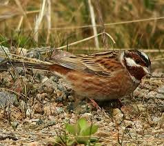 Image result for Emberiza leucocephalos