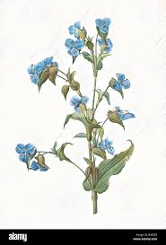 Attēlu rezultāti vaicājumam “Commelina coelestis flower”