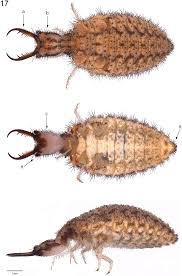 Attēlu rezultāti vaicājumam “Myrmeleontidae imago”