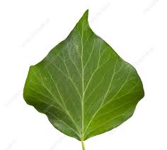 Attēlu rezultāti vaicājumam “Hedera helix  leaf”