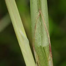 Attēlu rezultāti vaicājumam “Carex acutiformis leaf”