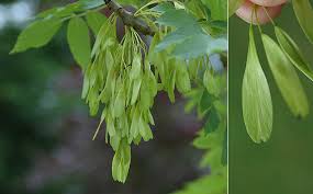 Attēlu rezultāti vaicājumam “Fraxinus excelsior fruit”