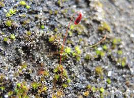 Attēlu rezultāti vaicājumam “Rhynchostegiella tenella macro”