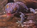 Tokay Gecko