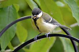 Attēlu rezultāti vaicājumam “Parus major”