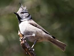 Attēlu rezultāti vaicājumam “Lophophanes cristatus”