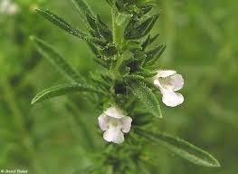 Image result for Satureja hortensis