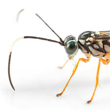 Attēlu rezultāti vaicājumam “Ichneumonidae cocoon”