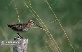 Attēlu rezultāti vaicājumam “Gallinago gallinago”