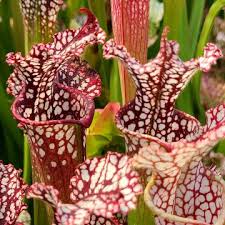 Attēlu rezultāti vaicājumam “Leucogyrophana sororia”