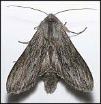 Attēlu rezultāti vaicājumam “Cucullia fraudatrix”