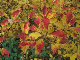 Attēlu rezultāti vaicājumam “Enkianthus chinensis leaf”