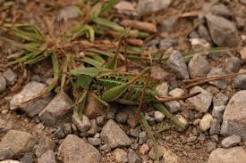 Attēlu rezultāti vaicājumam “Decticus verrucivorus”