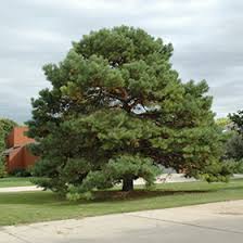 Attēlu rezultāti vaicājumam “Pinus sylvestris”