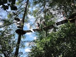 Image result for Go Ape! Dalby