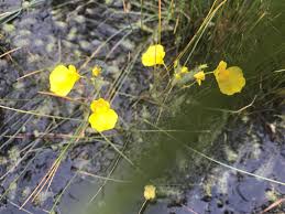 Attēlu rezultāti vaicājumam “Utricularia intermedia flower”