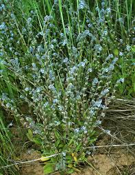 Attēlu rezultāti vaicājumam “Myosotis stricta”