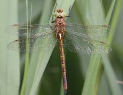 Attēlu rezultāti vaicājumam “Aeshna isoceles”