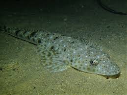 Image result for Platycephalus speculator