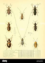 Attēlu rezultāti vaicājumam “Scaphisoma sp.”
