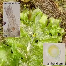 Attēlu rezultāti vaicājumam “Fossombronia wondraczekii sporophyte”