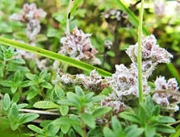 Attēlu rezultāti vaicājumam “Sacchiphantes abietis exuvia”