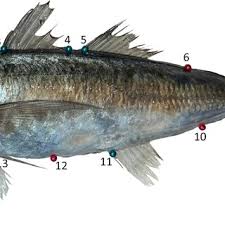 Image result for Trachurus trachurus