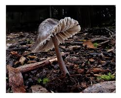 Attēlu rezultāti vaicājumam “Ophiotheca chrysosperma”