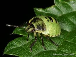 Attēlu rezultāti vaicājumam “Palomena prasina nymph”