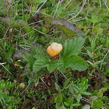 Attēlu rezultāti vaicājumam “Rubus chamaemorus flower”
