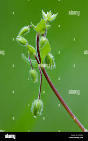 Attēlu rezultāti vaicājumam “Stellaria media bud”