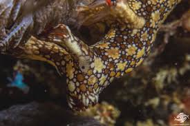 ผลการค้นหารูปภาพสำหรับ Bornella Anguilla