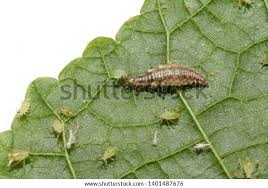 Attēlu rezultāti vaicājumam “Chrysopidae larva”