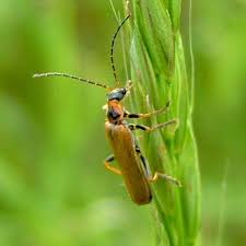 Attēlu rezultāti vaicājumam “Cantharis figurata”