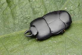 Attēlu rezultāti vaicājumam “Histeridae”