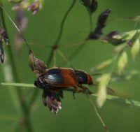 Attēlu rezultāti vaicājumam “Diachromus germanus”