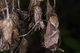 Attēlu rezultāti vaicājumam “Hepialus sylvina female”