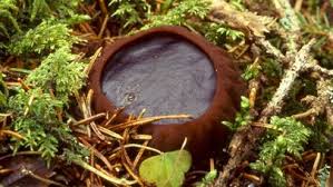 Attēlu rezultāti vaicājumam “Sarcosoma globosum”