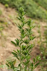 Attēlu rezultāti vaicājumam “Ononis arvensis”