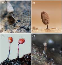 Attēlu rezultāti vaicājumam “Comatricha laxa”