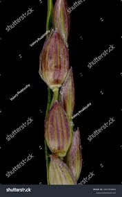 Attēlu rezultāti vaicājumam “Digitaria ischaemum leaf”