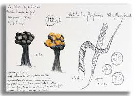 Attēlu rezultāti vaicājumam “Cribraria argillacea spores”