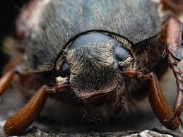 Attēlu rezultāti vaicājumam “Melolontha melolontha imago”