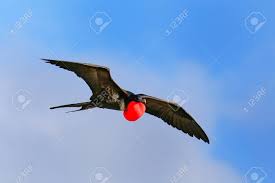 Image result for Fregata aquila