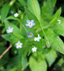 Attēlu rezultāti vaicājumam “Myosotis sparsiflora”