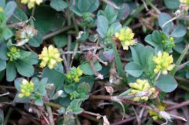 Attēlu rezultāti vaicājumam “Trifolium dubium”